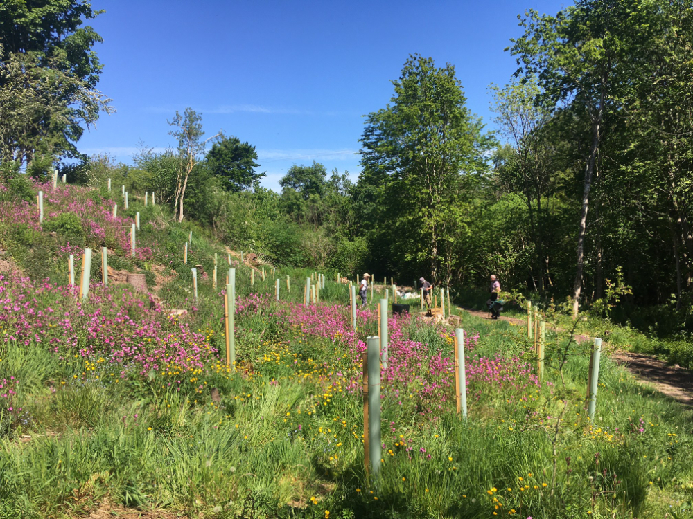 lower Dean in Spring